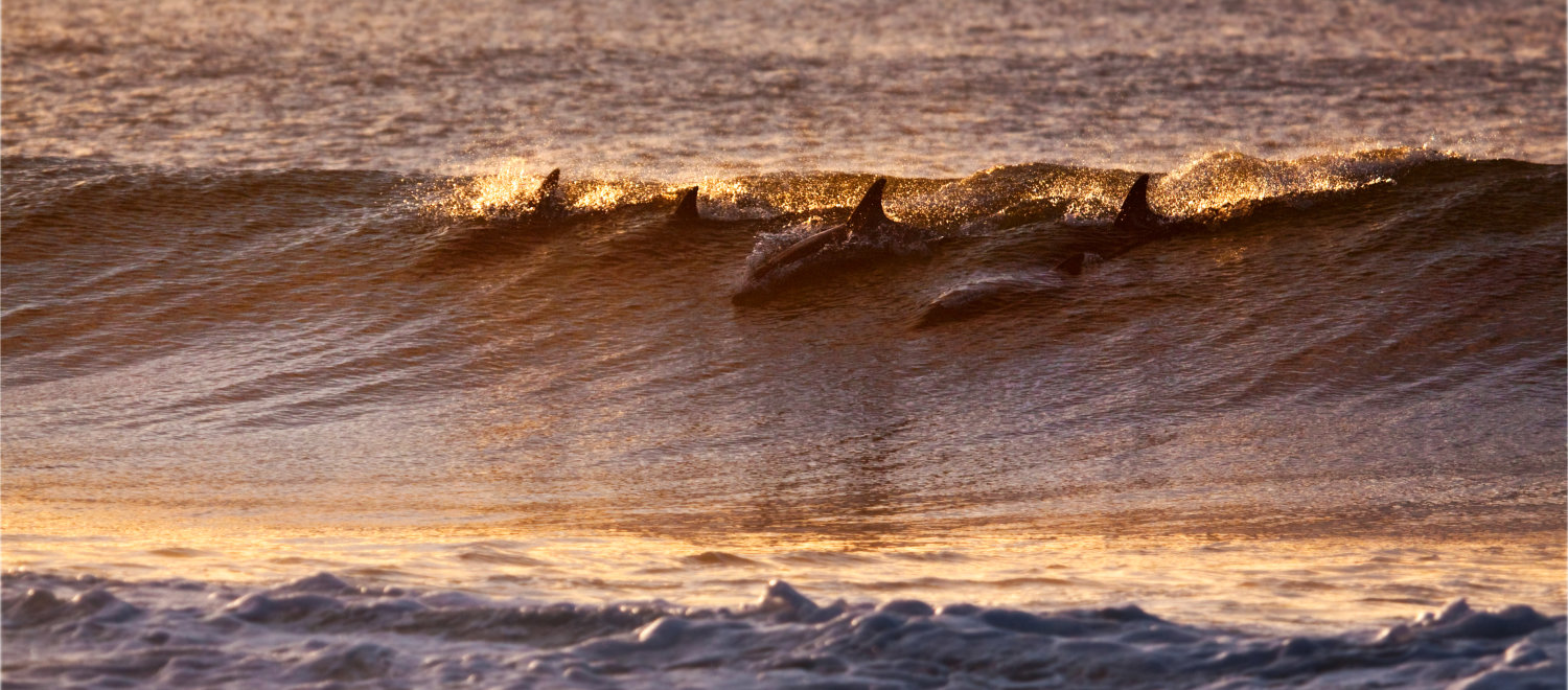 Dolphins in surf