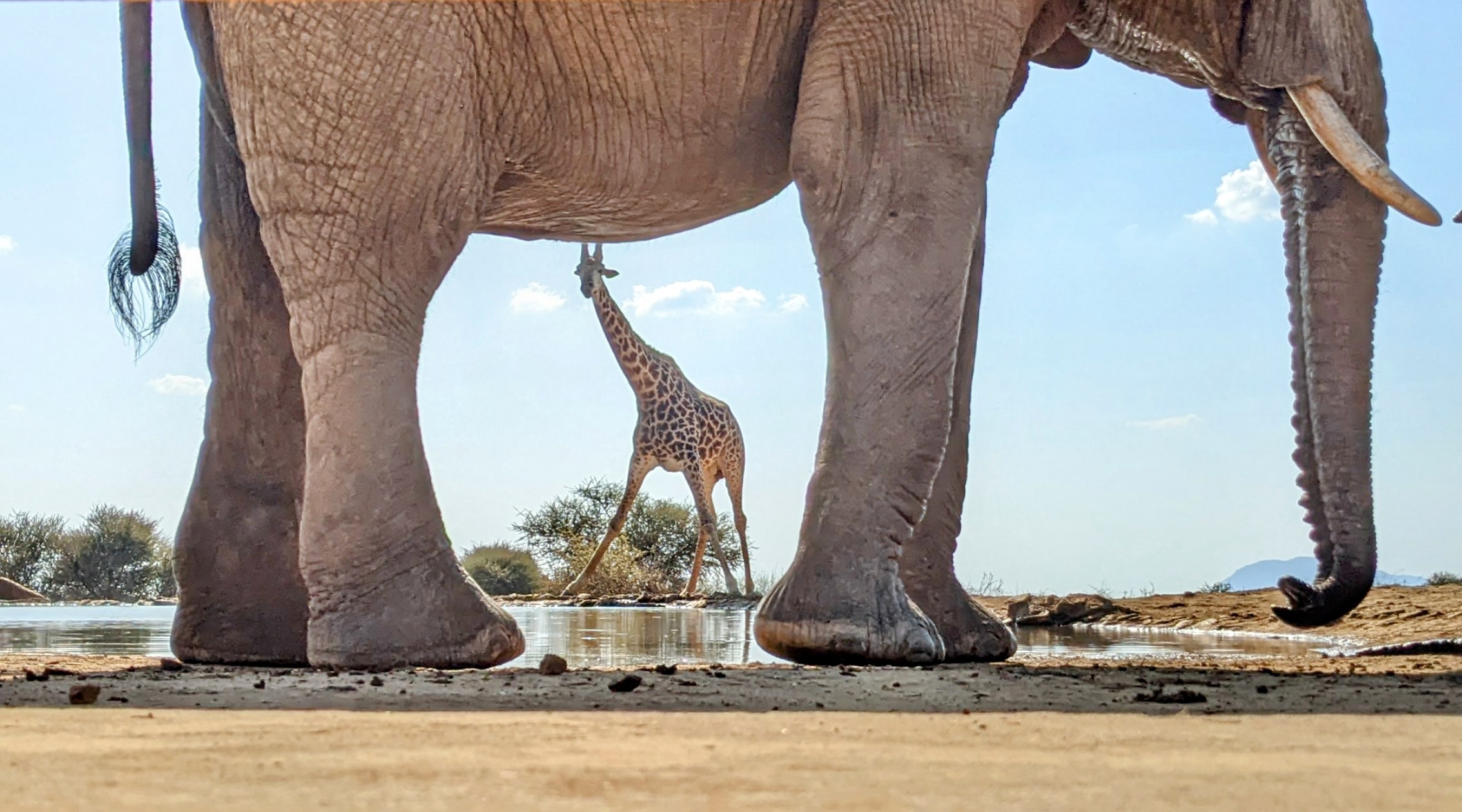 Alice elephant photo