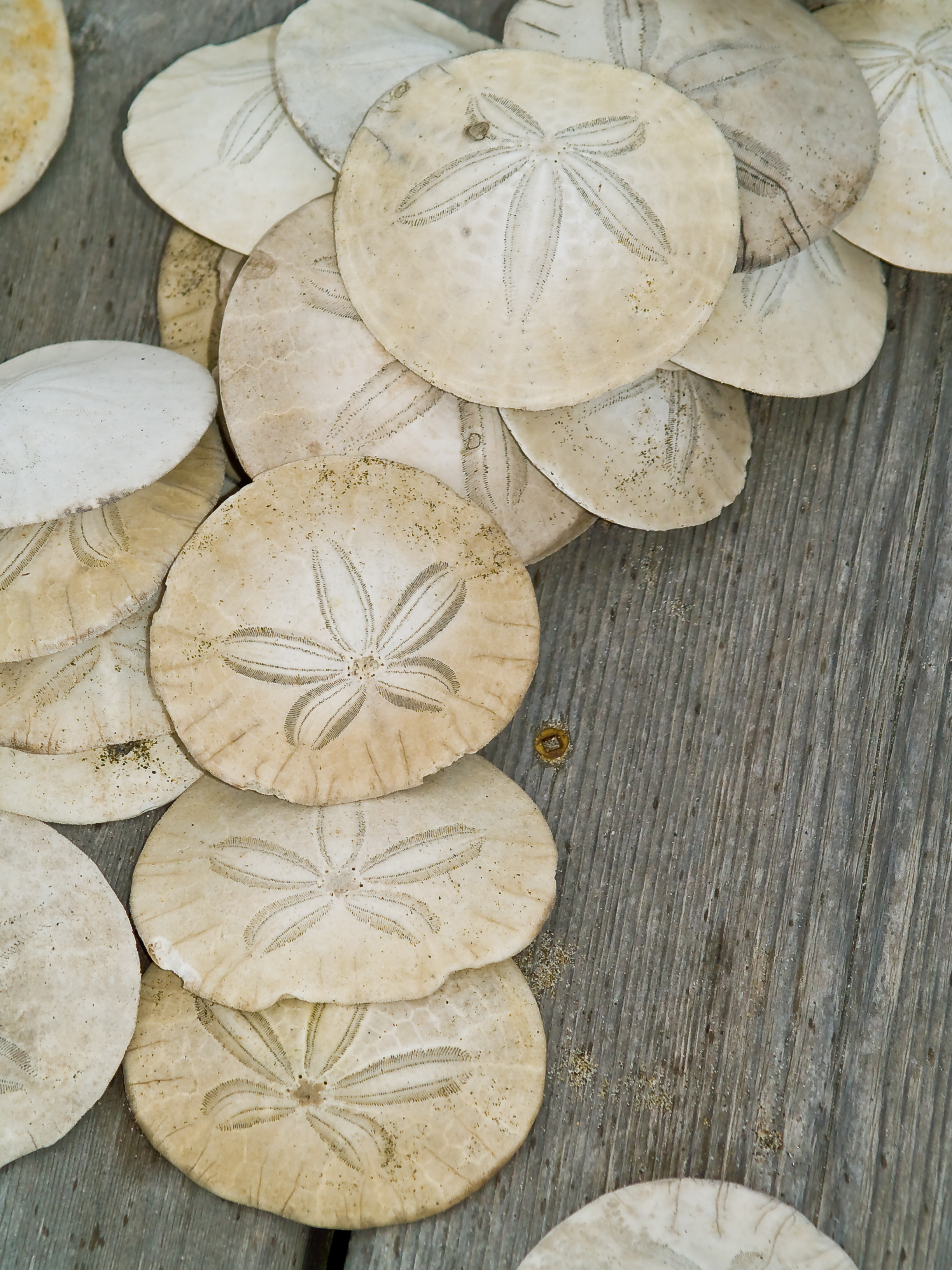 Sand Dollars